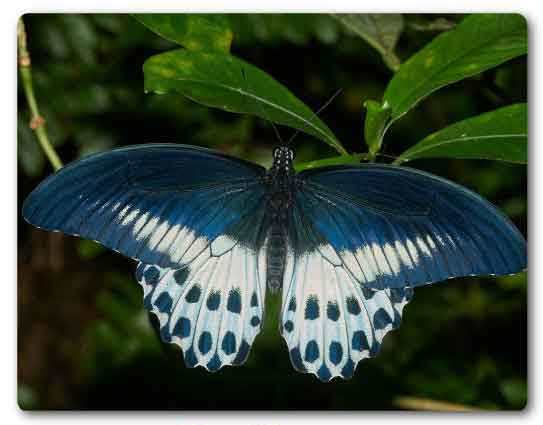 Maharashtra state butterfly, Blue Mormon, Papilio polymnestor